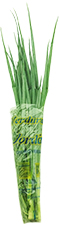 foto produto